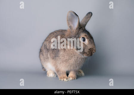 Incroyable petit bébé lapin à la recherche de l'appareil photo. Smart adorable visage. Banque D'Images