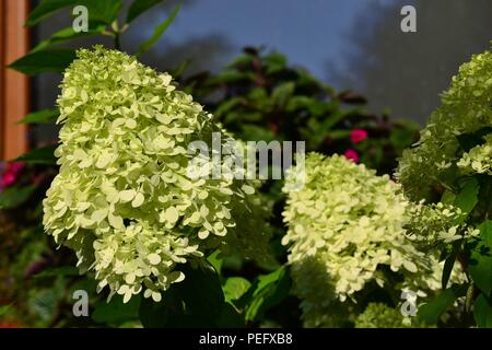 Hydrangea paniculata 'Limelight' sous la fenêtre - plein de fleurs blanches. La fenêtre reflète le ciel. Banque D'Images