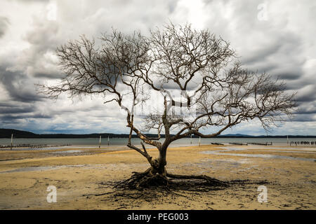 Lever de soleil nuageux au-dessus d'un arbre isolé et de la plage à marée basse Banque D'Images