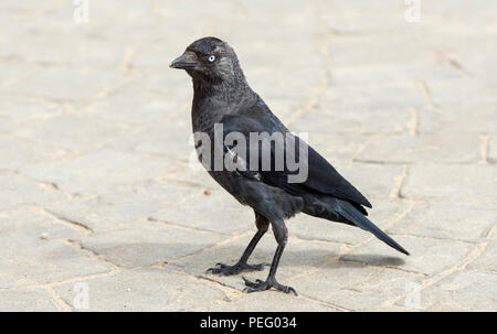 un oiseau corvid de la cordée de la jackdaw debout sur un pavé fou regardant à l'appareil photo. Banque D'Images