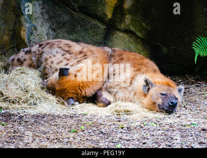 Deux ou hyène tachetée Crocuta crocuta sleeping Banque D'Images