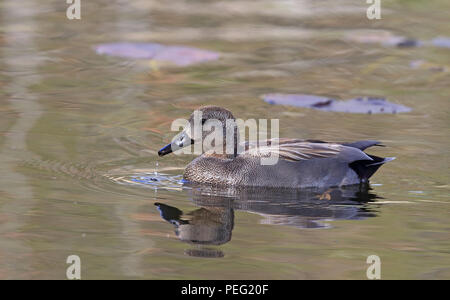 Gadwall, Mareca strespera mâle, nageant dans un étang calme Banque D'Images