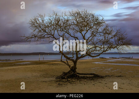 Lever de soleil nuageux au-dessus d'un arbre isolé et de la plage à marée basse Banque D'Images