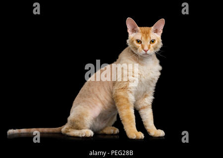 Cute cat Sphynx Gingembre brun assis et à la recherche avec intérêt isolées sur fond noir, side view Banque D'Images
