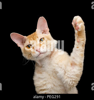 Funny Portrait of Playful Haired Cat Sphynx Gingembre jouer avec paw isolées sur fond noir Banque D'Images