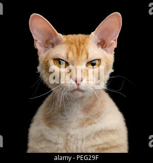 Portrait de Angry Cat Sphynx Gingembre aux cheveux noirs sur fond noir isolé Regarder Banque D'Images