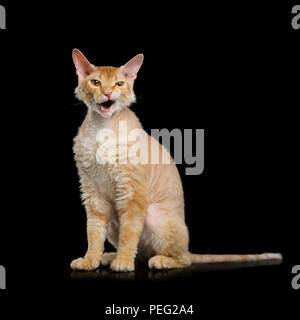 Angry Cat Sphynx Gingembre brun assis et meowing avec bouche ouverte sur fond noir, isolé Banque D'Images