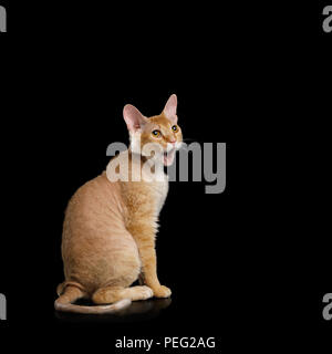 Surpraised Sphynx Gingembre Cat Sitting avec bouche ouverte Stare jusqu'isolées sur fond noir Banque D'Images
