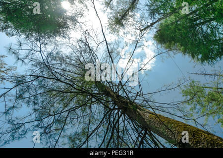 Recherche d'arbres avec baldaquin vert s'étendant sur le ciel bleu Banque D'Images