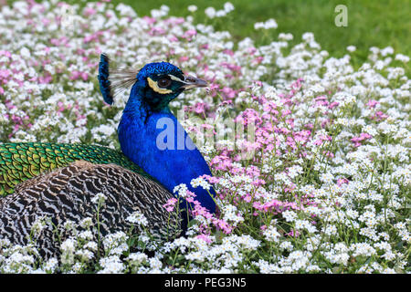 Paons, Peacock cachés dans parterre ou Banque D'Images