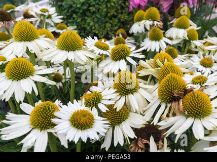 Echinacea 'White' Méditation (fleurs) en été dans le West Sussex, Angleterre, Royaume-Uni. Banque D'Images
