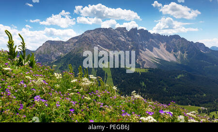 Fleurs des Alpes, vue en arrière-plan du groupe montagne Latemar. Val d'Ega. La forêt de conifères. Les Dolomites du Trentin-Haut-Adige. Alpes italiennes. Banque D'Images