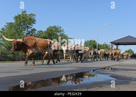 Un troupeau de bétail longhorn marche à travers la porte principale d'Altus Air Force Base avant le début de la 17e édition de bétail le 20 août 2015. Cette année, le transport de bétail inclus environ 30 longhorn cattle roulant autour de la base pour le coup d'envoi de la 38e conférence annuelle de l'Association des Cow-boys professionnels de rodéo Stampede Great Plains de Altus. (U.S. Photo de l'Armée de l'air par la Haute Airman Dillon Davis/libérés) Banque D'Images