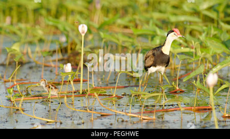 Jacana à crête peigne avec chick, fleuve jaune, le Kakadu National Park, Territoires du Nord, Australie Banque D'Images