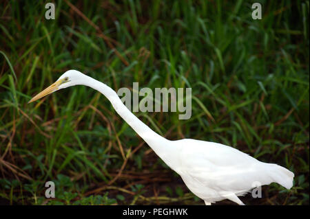 Grande Aigrette de l'Est chasse sur le fleuve Jaune, le Kakadu National Park, Territoires du Nord, Australie Banque D'Images