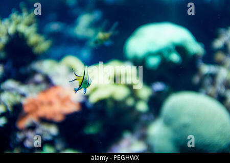 Peu de poisson jaune à rayures je dans le bleu de l'eau avec reef Banque D'Images