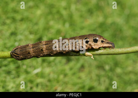 Un superbe Elephant Hawk-moth Caterpillar (Deilephila elpenor) perché sur une tige de la plante. Banque D'Images