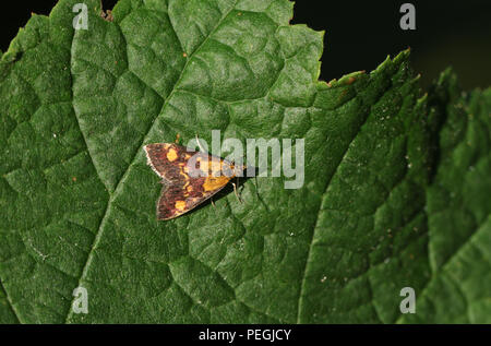 Un joli papillon de la menthe (Pyrausta purpuralis) perché sur une feuille. Banque D'Images