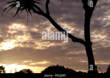 Vis de Tahiti (Pandanus Tectorius Australianus Palm) au coucher du soleil, Gold Coast Banque D'Images