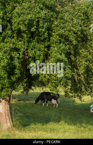 Le pâturage des vaches Holstein sous un arbre sur un pâturage vert allemand à un ranch. Banque D'Images