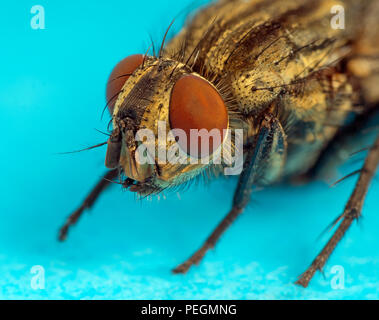 Mouche à viande Sarcophaga bercaea macro extrême de la tête Banque D'Images