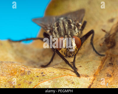 Mouche à viande Sarcophaga bercaea macro extrême de la tête Banque D'Images