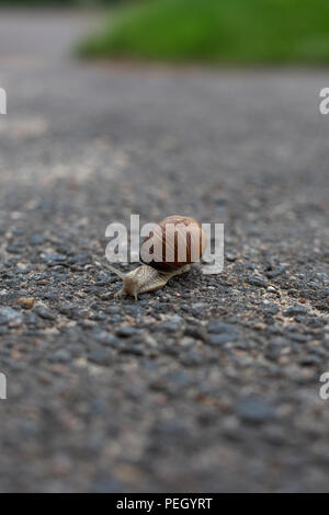 Escargot rampant sur la route asphaltée. Escargot de Bourgogne Helix, Romain, escargot, escargots, escargot ou ramper Banque D'Images