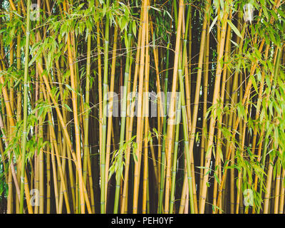 Japon kyoto arashiyama en bambou. Bosquet du bambou dans la forêt. L'arrière-plan. Banque D'Images