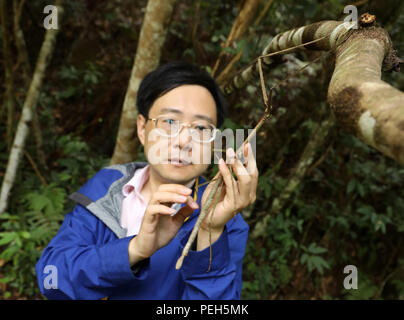 Chengdu. Août 15, 2018. Entomologiste chinois Zhao Li observe un phasme sauvages dans Dayaoshan réserve naturelle au niveau de l'état dans le sud de la Chine, région autonome Zhuang du Guangxi, le 31 juillet 2018. 15 larves d'insectes stick produites par le Musée des insectes de l'ouest de la Chine ont été libérés à l'état sauvage le 31 juillet. Le Musée reproduites avec succès un 64 cm de long, le plus grand phasme insecte dans le monde en 2017. Source : Xinhua/Alamy Live News Banque D'Images