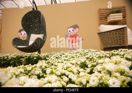 Sao Paulo, Brésil. Août 15, 2018. Préparatifs de Expoflora 2018, le plus grand salon des fleurs et plantes ornementales, en Amérique latine, qui a lieu chaque année à Holambra, dans l'intérieur de SÃ£o Paulo, le 15 août 2018. La ville, ancienne colonie hollandaise, maintient les coutumes et la cuisine, attrayant pour Expoflora . L'événement aura lieu du 24 août au 23 septembre, au début du printemps. Credit : Dario Oliveira/ZUMA/Alamy Fil Live News Banque D'Images