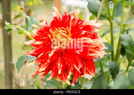 Dahlia Nick Sr est un cultivarwith décoratif grande une légère torsion à chaque pétale à froufrous Banque D'Images