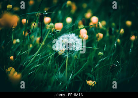 Photo modifiée lourdement d'un pissenlit graines de renoncule jaune parmi Banque D'Images