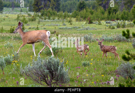 Mère de virginie et deux faons dans le Parc National de Yellowstone Banque D'Images