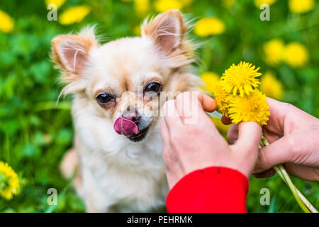 Belle petite chihuahua auto lèche le nez. Mains d'une fille faisant une guirlande de pissenlits. Vue du haut vers le bas, avec de l'herbe verte fraîche jaune des pissenlits sur Banque D'Images