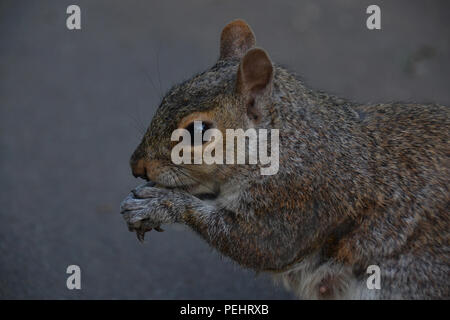 L'alimentation de l'Écureuil d'écrous. Fermer la photographie. Zoom. Banque D'Images