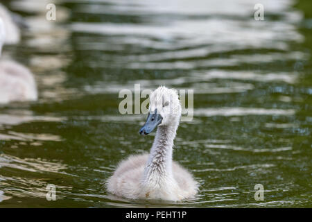 Beau jeune bébé swan est la natation sur un plan d'eau. Un oiseau est d'environ deux semaines, plumes grises, un très petit et adorable animal. Également connu sous le nom de Cygnus Banque D'Images