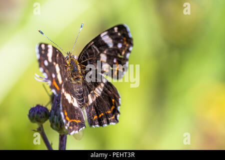 Beau papillon assis sur une fleur. Macro de Nice shot. Ce papillon est également connu comme la carte ou Araschnia levana. La variante de l'été. Banque D'Images