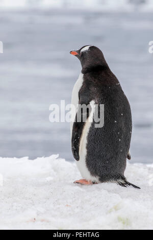 Colonie de manchots Gentoo sur une île des Shetland du Sud Banque D'Images