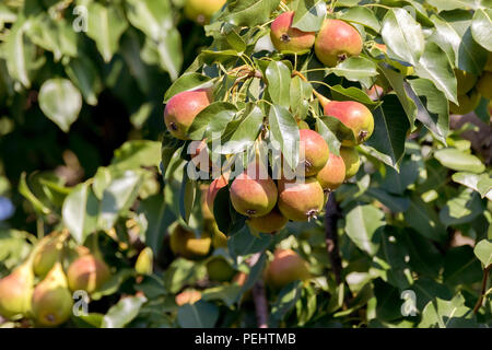 L'image d'une poire rouge maturation sur un arbre dans le jardin Banque D'Images