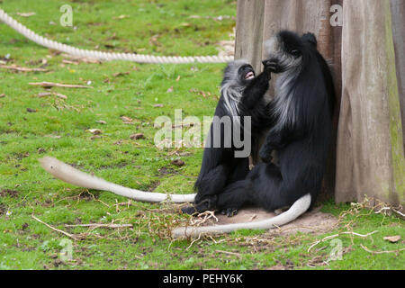 Paire de Roi des singes colobus au Zoo de Chester Banque D'Images