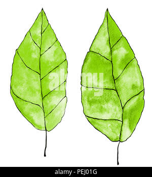 Une illustration de l'aquarelle (2) deux feuilles en couleur vert isolé sur un fond blanc avec contour noir Banque D'Images