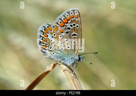 Une politique commune de bleu (Polyommatus icarus) butterfly reposant sur un brin d'herbe. Banque D'Images