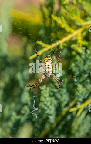 Une grande araignée avec bandes jaunes sur une toile d'araignée dans le jardin. Jardin araignée araignée-lat. photo verticale. Banque D'Images