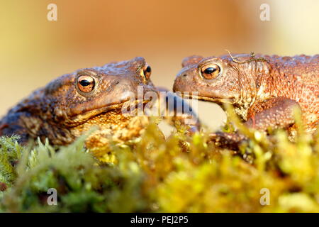 Close-up, macro shot d'une paire de crapauds communs assis sur des roches couvertes de mousse Banque D'Images