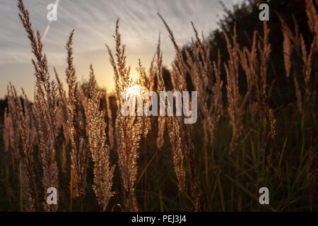 Tige de l'herbe de blé close-up photo silhouette au coucher du soleil et le lever du soleil, la nature coucher de soleil jaune et noir fond Banque D'Images