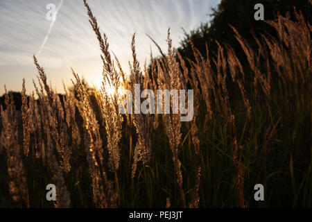 Tige de l'herbe de blé close-up photo silhouette au coucher du soleil et le lever du soleil, la nature coucher de soleil jaune et noir fond Banque D'Images