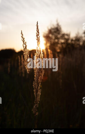 Tige de l'herbe de blé close-up photo silhouette au coucher du soleil et le lever du soleil, la nature coucher de soleil jaune et noir fond Banque D'Images