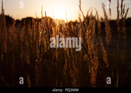 Tige de l'herbe de blé close-up photo silhouette au coucher du soleil et le lever du soleil, la nature coucher de soleil jaune et noir fond Banque D'Images