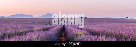 Champ de lavande à Valensole, France Banque D'Images