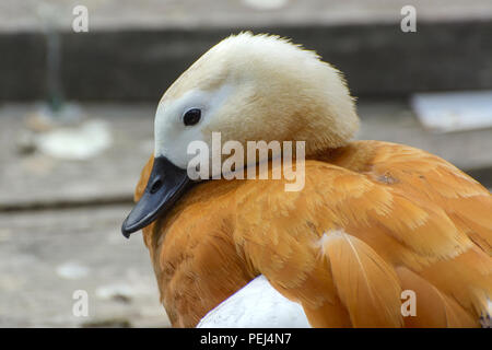 Canard marron sur le sol des planches sur la rivière. Une belle orange avec un bec de canard noir et une tête blanche nettoie les plumes sur la plage. Colorful Banque D'Images